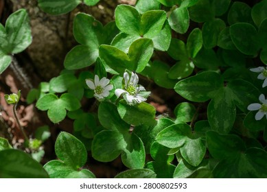 Tiny White Hepatica Flowers Blooming Among Green Leaves in Sunlight