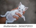 A tiny white kitten being gently held in a person