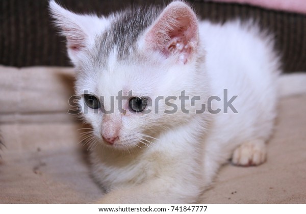 tiny white kitten
