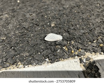 A tiny, white moth is seen basking in the sunlight as it sits on the asphalt of a parking lot