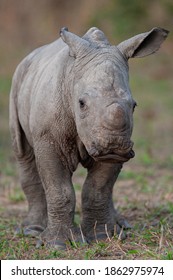 Tiny White Rhino calf seen on a safari in South Africa