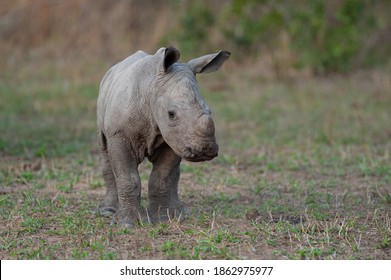 Tiny White Rhino calf seen on a safari in South Africa