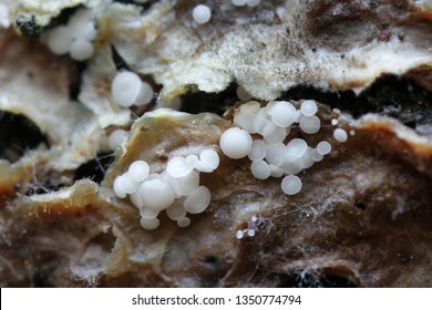 tiny-white-sac-fungus-calycina-260nw-1350774794.jpg