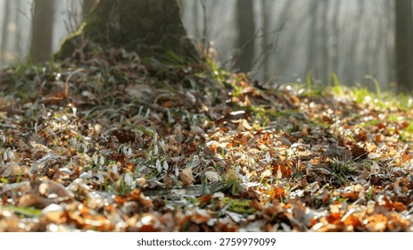 Tiny white snowdrop flowers push through a carpet of fallen leaves and grass in a sun-dappled woodland setting