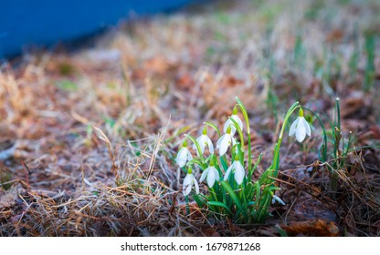 Tiny white spring flowers blooming in the woods