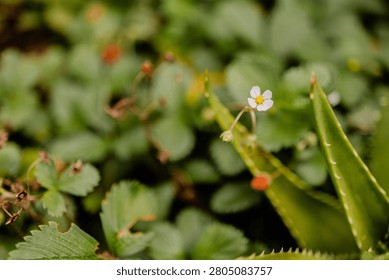 Tiny white wild strawberry flower blooming among green leaves and aloe succulent in garden.