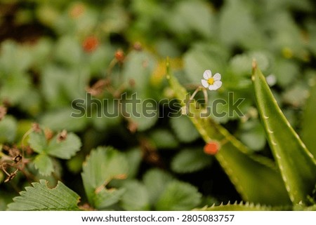 Tiny white wild strawberry flower blooming among green leaves and aloe succulent in garden.