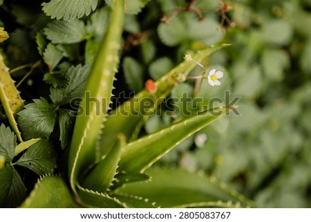 Tiny white wild strawberry flower blooming among green leaves and aloe succulent in garden.