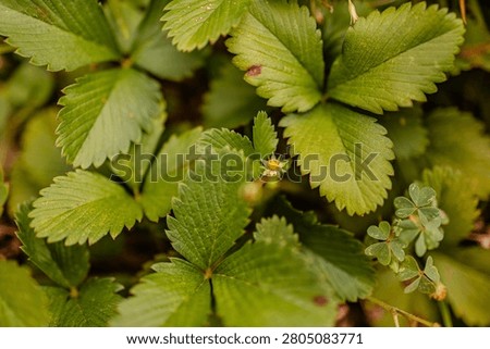 Tiny white wild strawberry flower blooming among green leaves and aloe succulent in garden.