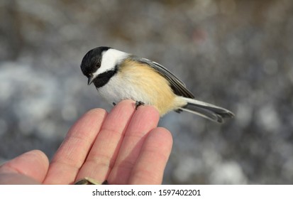 Tiny wild Black Capped Chickadee on fingertips of man with sunflower seeds in a Toronto forest in winter