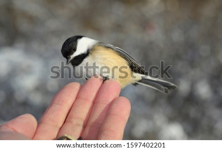 Tiny wild Black Capped Chickadee on fingertips of man with sunflower seeds in a Toronto forest in winter