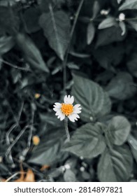 A tiny wild daisy pushes through the monsoon-soaked grass in Surat, Gujarat
