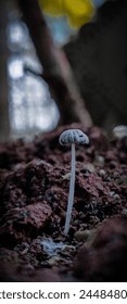 Tiny wild mushroom in macromode macro photography 