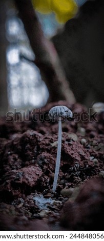 Tiny wild mushroom in macromode macro photography 