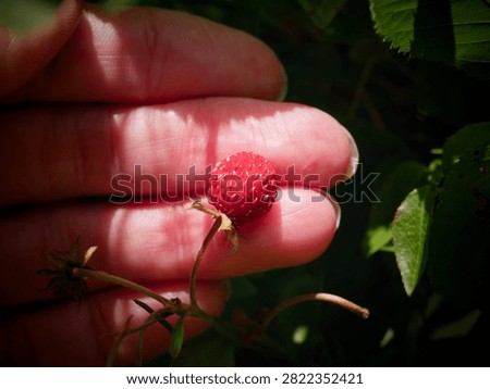 Tiny Wild Strawberry Held Between Fingers in Sunlight