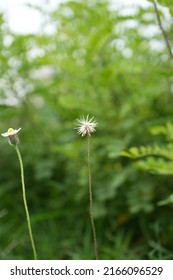 tiny wildflower with bokeh effect