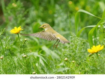 Tiny wood warbler soaring gracefully with fan-like wings in lush nature.