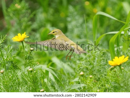 Tiny wood warbler soaring gracefully with fan-like wings in lush nature.