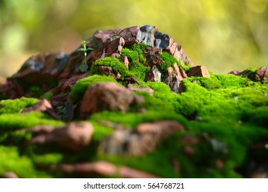 Tiny World