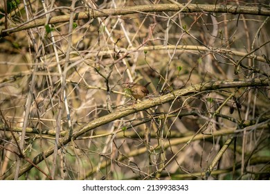 A Tiny Wren (Troglodytidae) With A Beak Full Of Moss Ready For The Nest