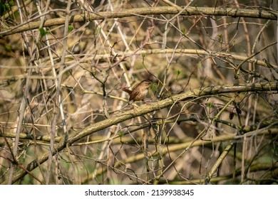 A Tiny Wren (Troglodytidae) With A Beak Full Of Moss Ready For The Nest