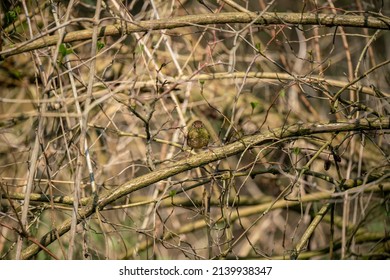 A Tiny Wren (Troglodytidae) With A Beak Full Of Moss Ready For The Nest