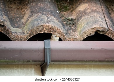 A Tiny Wren (Troglodytidae) Hunting For Food In Rooftop Guttering