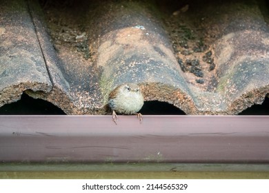 A Tiny Wren (Troglodytidae) Hunting For Food In Rooftop Guttering