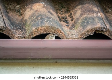 A Tiny Wren (Troglodytidae) Hunting For Food In Rooftop Guttering