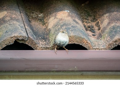 A Tiny Wren (Troglodytidae) Hunting For Food In Rooftop Guttering