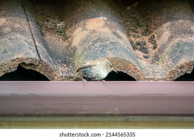 A Tiny Wren (Troglodytidae) Hunting For Food In Rooftop Guttering