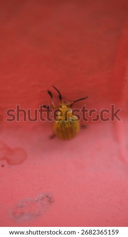 A tiny yellow and black insect moving across a pink textured surface with soft lighting creating a detailed and focused macro scene suitable for scientific or nature content
