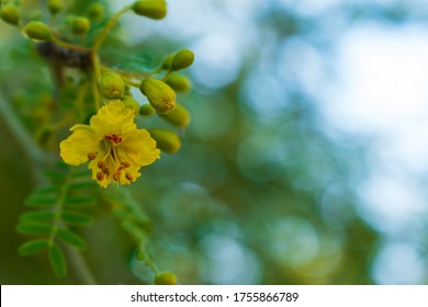 Tiny Yellow Bloom Of A Palo Verde Tree