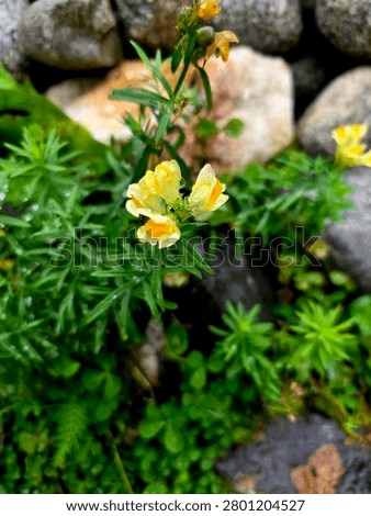Tiny Yellow Common Toadflax found in between some rocks in Skagway Alaska USA