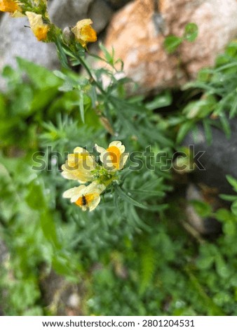 Tiny Yellow Common Toadflax found in between some rocks in Skagway Alaska USA