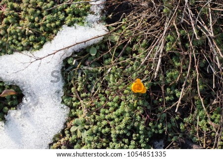 Tiny yellow crocus blooming outof melting snow at sunny spring day