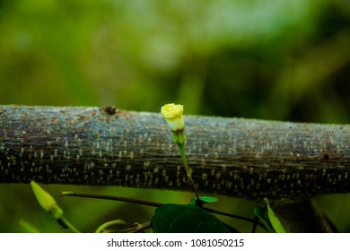 a tiny yellow flower 