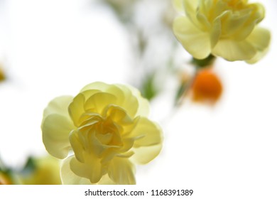tiny yellow flower