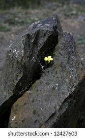 Tiny Yellow Flower Growing Out Of A Crack In A Rock