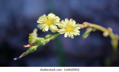 Tiny Yellow Flowers