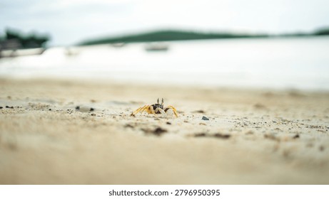 A tiny yellow ghost crab crawling on a sandy beach near the ocean A low-angle, close-up shot featuring a small yellow and brown ghost crab (Ocypodidae) cautiously walking on a fine sand beach. The photograph utilizes a shallow depth of field, creating a beautiful blurred foreground and background that isolates the crab as the main subject. This realistic wildlife imagery highlights coastal biodiversity, marine ecology, small beach creatures, and the peaceful, natural environment of the shoreline. Ideal for travel blogs, environmental education, and nature-themed designs.