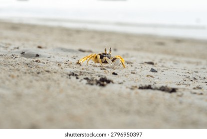 A tiny yellow ghost crab crawling on a sandy beach near the ocean A low-angle, close-up shot featuring a small yellow and brown ghost crab (Ocypodidae) cautiously walking on a fine sand beach. The photograph utilizes a shallow depth of field, creating a beautiful blurred foreground and background that isolates the crab as the main subject. This realistic wildlife imagery highlights coastal biodiversity, marine ecology, small beach creatures, and the peaceful, natural environment of the shoreline. Ideal for travel blogs, environmental education, and nature-themed designs.