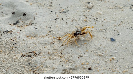 A tiny yellow ghost crab crawling on a sandy beach near the ocean A low-angle, close-up shot featuring a small yellow and brown ghost crab (Ocypodidae) cautiously walking on a fine sand beach. The photograph utilizes a shallow depth of field, creating a beautiful blurred foreground and background that isolates the crab as the main subject. This realistic wildlife imagery highlights coastal biodiversity, marine ecology, small beach creatures, and the peaceful, natural environment of the shoreline. Ideal for travel blogs, environmental education, and nature-themed designs.