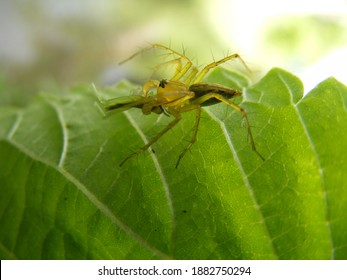 Tiny Yellow Jumping Spider Catch The Prey Of Tiny Baby Grasshopper On A Leaf