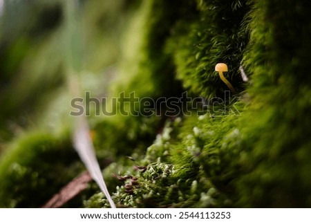 A tiny yellow mushroom peeks out from a lush bed of green moss, surrounded by soft, blurred forest textures. The close-up view captures a hidden, delicate world within the forest floor.