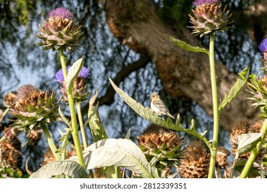 A tiny yellow and white bird rests on a broad green leaf of a flowering artichoke plant, its purple bloom reaching towards the sky