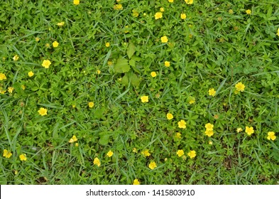 Tiny Yellow Wild Flowers Blooming In The Green Grass. Directly Above Shot. Natural Background.