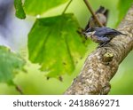 Tiny yet vibrant, the Pygmy Nuthatch, Sitta pygmaea, flits among coniferous trees in the forests of North America.