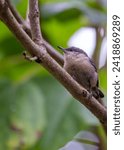 Tiny yet vibrant, the Pygmy Nuthatch, Sitta pygmaea, flits among coniferous trees in the forests of North America.