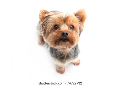 tiny yorkshire terrier